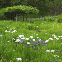 Irises bloom in the Edo Period Koshikawa Korakuen garden. The custodians of culture in Koishikawa
