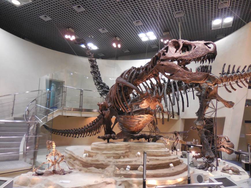 tyrannosaurus rex exhibit