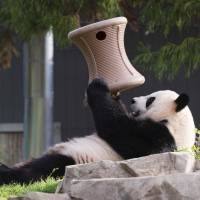 Giant panda Mei Xiang plays inside the Snithsonian’s National Zoo in Washington in this handout image taken on April 19 and obtained Monday. The National Zoo’s giant panda is showing signs of being pregnant, the Washington zoo said on Monday, in a good development for the endangered species. Washington zoo says panda's hormones rising, indicating possible pregnancy