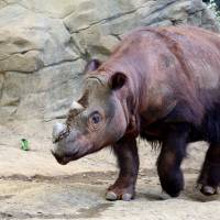 Harapan, a Sumatran rhino, enters his Wildlife Canyon at the Cincinnati Zoo and Botanical Gardens Tuesday. Harapan, or “Harry,” the only Sumatran rhino in the Western Hemisphere, one of three calves born at the Cincinnati Zoo, will be moved to Indonesia, to breed at the Sumatran Rhino Sanctuary. Cincinnati Zoo to send last Sumatran rhino in U.S. to Indonesia to mate