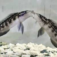 Male cichlids fight inside a test tank. A Japanese research team has found that the species can recognize strong and weak relationships based on experience. Study finds tropical fish species has social hierarchy understanding