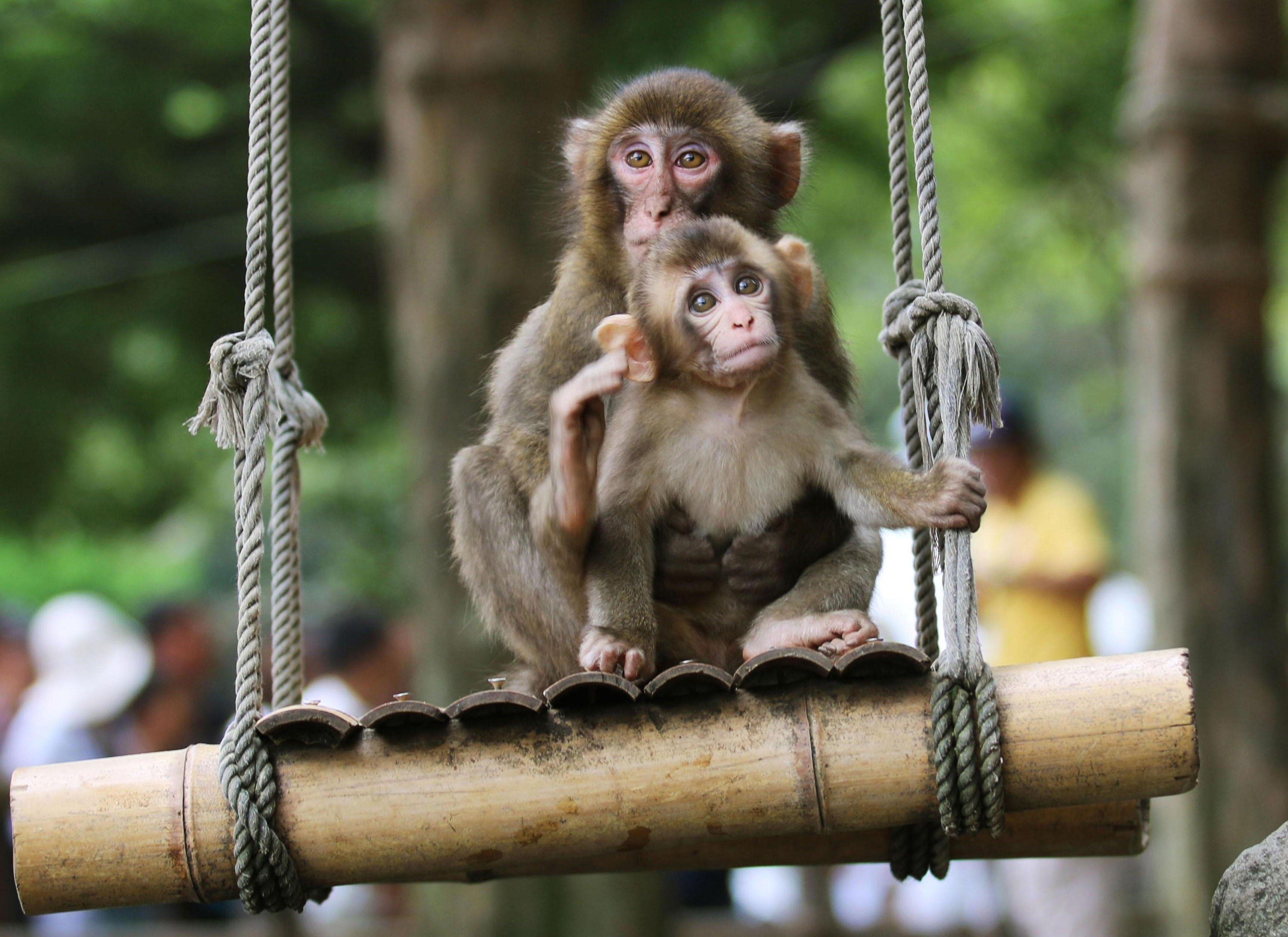 Charlotte the monkey as rambunctious as ever at Oita zoo The Japan Times