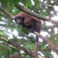 Monkey magic: A Callicebus urubambensis, or Urubamba brown titi monkey, sits in a tree on the banks of the Urubamba River in Peru. Unknown monkey species found in Peru