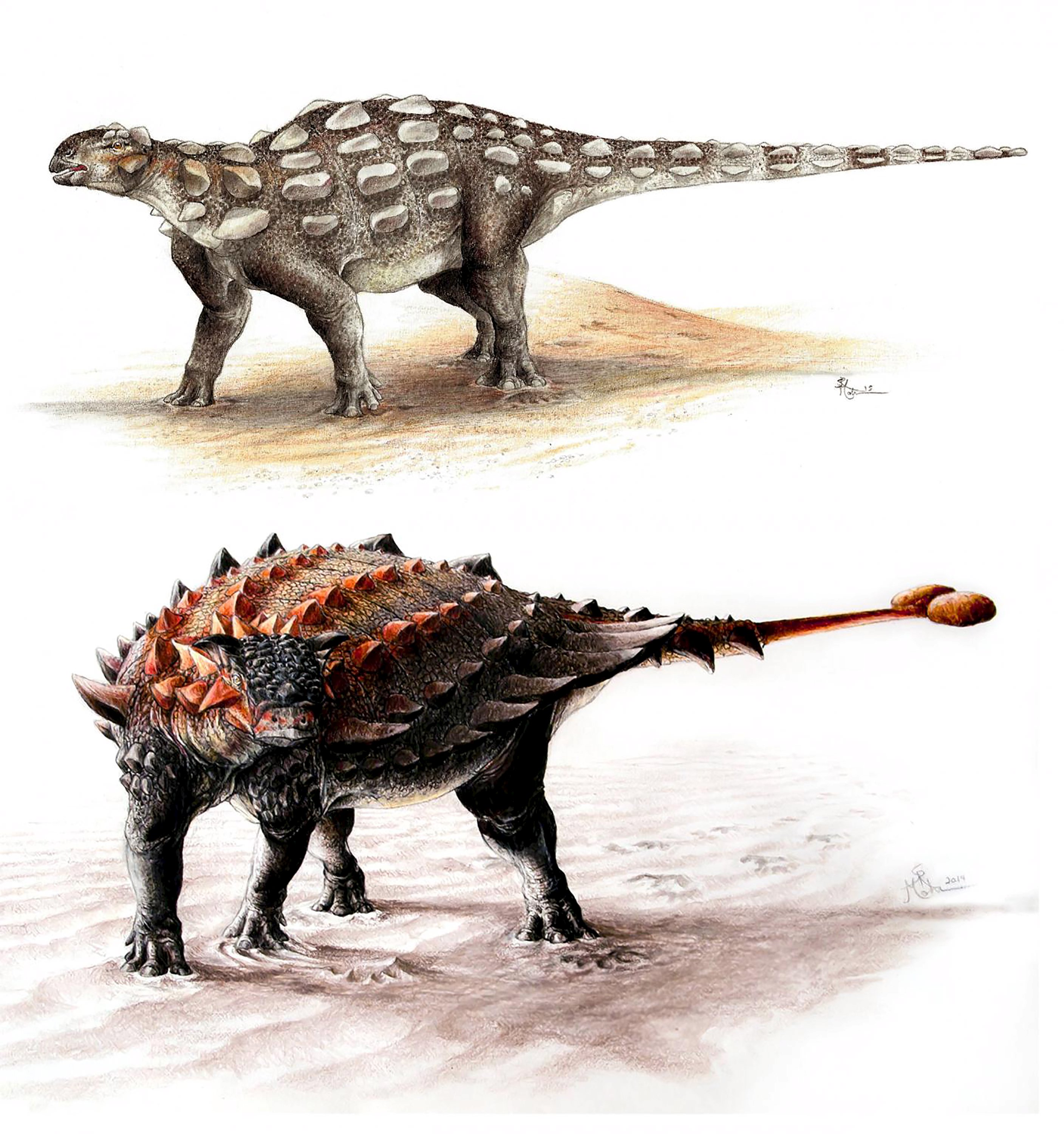 dinosaur with spikes and club tail