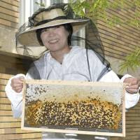 Akie Abe harvests honey from Japanese honeybees kept in the inner garden of the Prime Minister's Official Residence, in Tokyo on Monday. First lady Akie Abe harvests first honey from Prime Minister's Official Residence garden