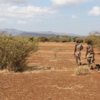 Hunter gatherers: Hadza men return from a hunt in Tanzania. Hadza men often hunt in pairs. Andreas Lederer / WIKICOMMONS How grandma drives human evolution