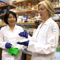 New horizons: Biochemist Jennifer Doudna (right) and her lab manager, Kai Hong, work in a laboratory in Berkeley, California. Boom in gene-editing raises ethics debate
