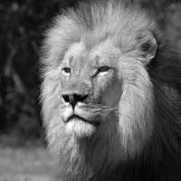 Leader of the pack: Male lions are famous for committing infanticide. How male killers transform into caring parents