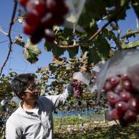 Soichi Furuya, a third-generation fruit grower, stands near grape vines at a farm in Fuefuki, Yamanashi Prefecture, on Oct. 8. TPP giving sheltered farmers greater incentive to export pricey produce