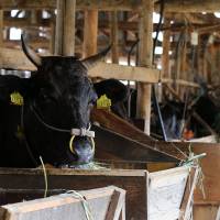 Tajima Wagyu beef cows stand in a barn at a cattle farm in Yabu City, Hyogo Prefecture on Aug. 1. The farm ministry has said beef is one of the domestic products most affected by the Trans-Pacific Partnership trade pact. TPP text released, sparking study of its implications