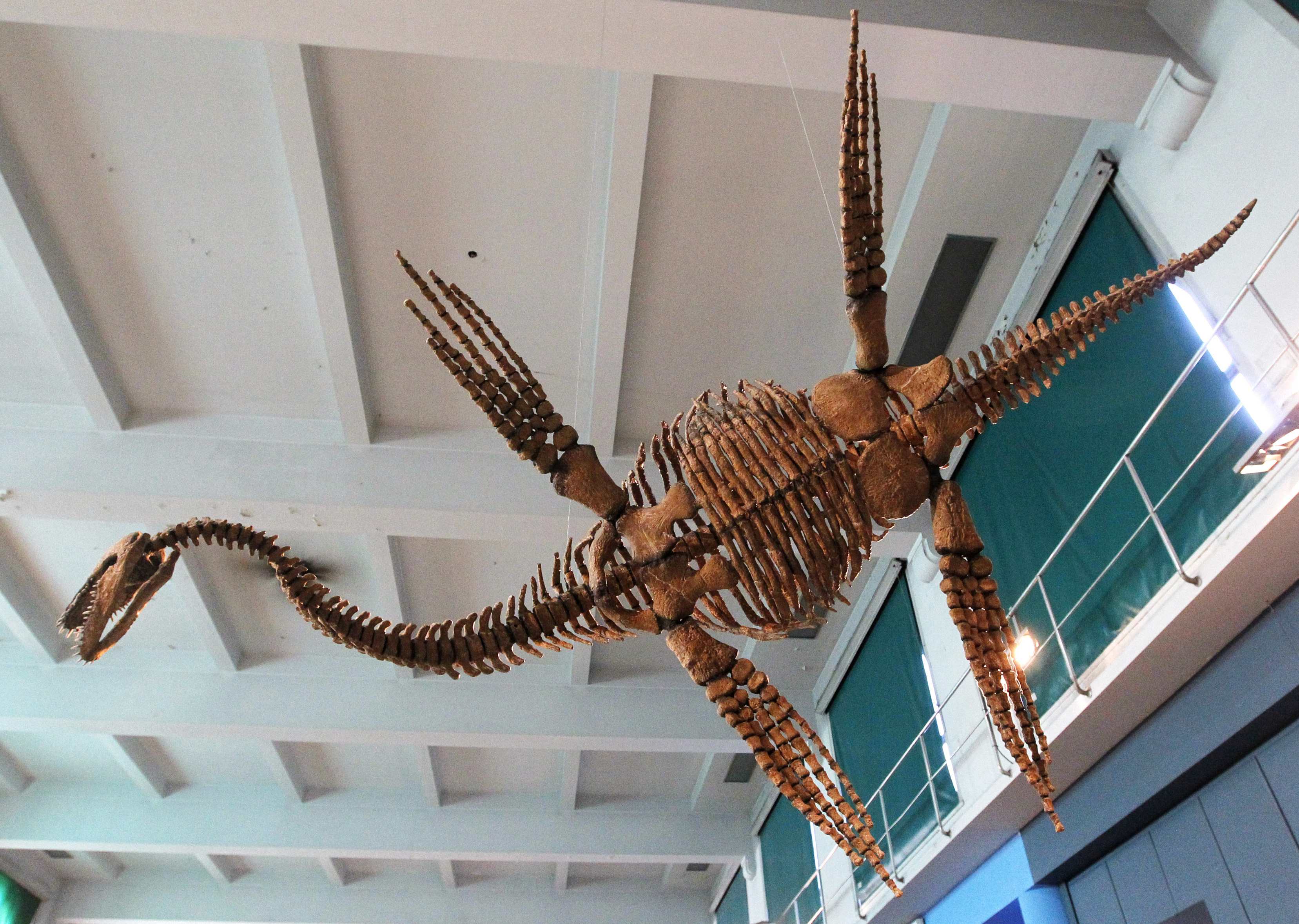 dinosaur penguin skeleton