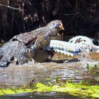 A handout photo taken on Oct. 26 and obtained Thursday shows two saltwater crocodiles in a vicious duel to the death in the Lakefield National Park on the Cape York Peninsula in the country’s tropical north. With food fish scarce, Aussie croc swallows smaller mate whole