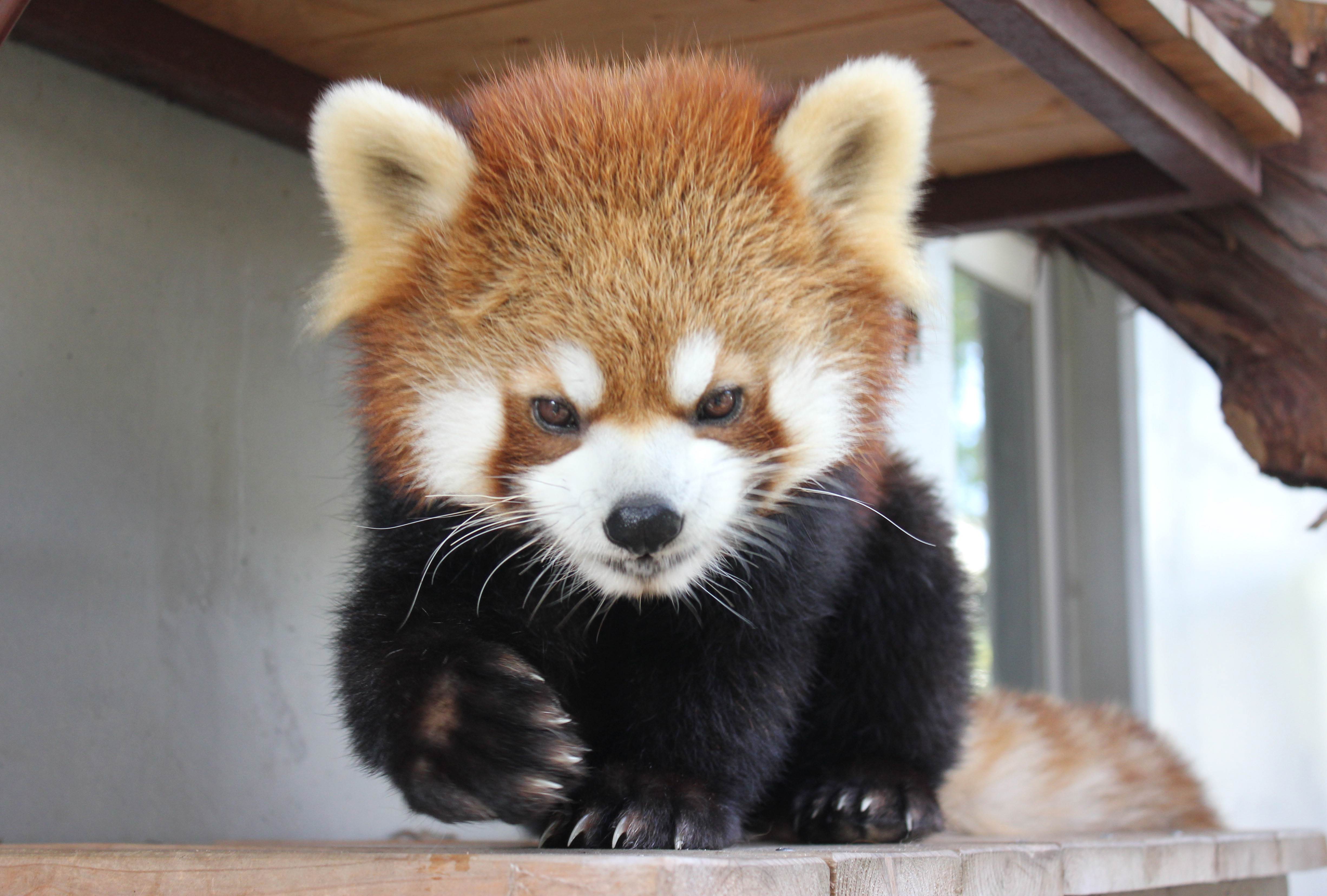 Shizuoka zoo recovers missing red panda after frantic search The Japan Times