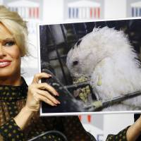 Pamela Anderson, actress and animals rights defender, displays photos during a news conference at the French National Assembly to protest the force-feeding of geese used in the production of foie gras, in ParisTuesday. Pamela Anderson takes foie gras fight to France, ruffling feathers