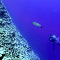 Blue lagoon: Sea turtles can be found in Majuro lagoon, Marshall Islands. Diving in the Marshall Islands with fish, wrecks
