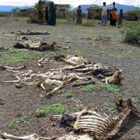 This file photo shows sheep carcasses covering the ground on the path leading toward the crater of an extinct volcano in Goraye in the Borana district of southern Ethiopia. The nation is struggling with its worst drought for 30 years, and millions of people are in dire need of life-saving aid, United Nations Secretary-General Ban Ki-moon warned on Sunday. U.N.'s Ban warns millions in Ethiopia are facing worst drought for decades