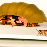 The Compressible Robot with Articulated Mechanisms (CRAM) sits beside a real cockroach. Repulsive maybe but cheap, roach-like robots being groomed for disasters