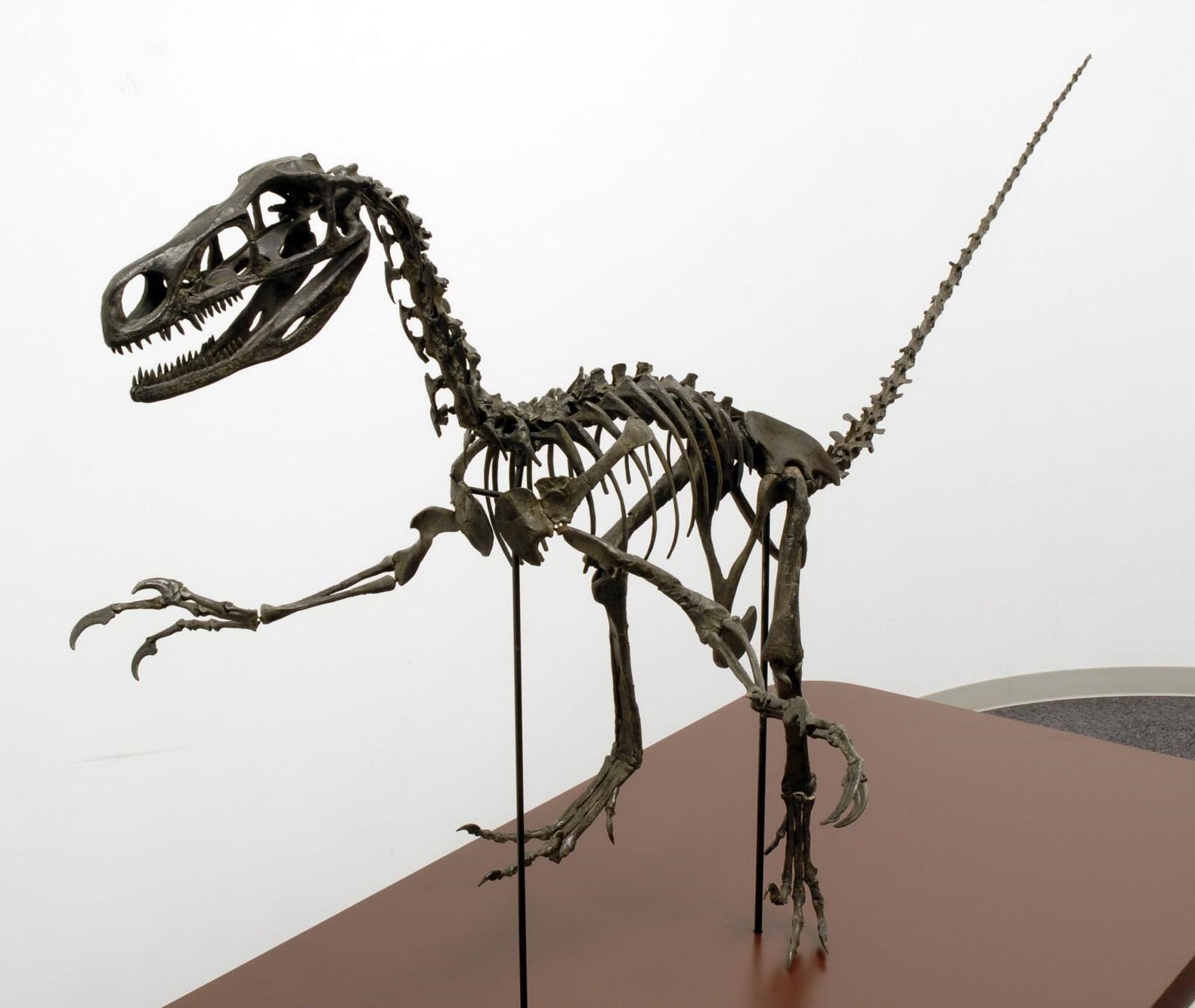 Seventh new dinosaur discovery confirmed in Japan The Japan Times