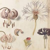 Sebastian Schedel's Lilium Martagon (Martagon Lily) and Centaurea nigra (Common Knapweed) from Calendarium (Early 17th century). What do you know about the flowers that grow in an English royal garden?