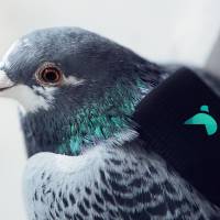 An undated handout photo released in London on Wednesday shows a GPS device and pollution sensor strapped to a pigeon, to monitor nitrogen dioxide and ozone levels. Ten pigeons armed with air pollution detectors on their backs were released into the London sky Wednesday to monitor pollution in the British capital. The data they collect can be followed on the website pigeonairpatrol.com, said Romain Lacombe, founder of the French startup Plume Labs. 'Pigeon Air Patrol' deployed to London skies to gauge dangerous smog