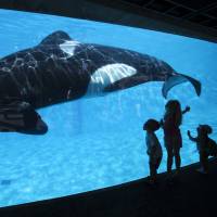 Young children get a close-up view of an Orca killer whale during a visit to the animal theme park SeaWorld in San Diego, California, in this file photo from March 19, 2014. SeaWorld to stop breeding orcas, making them perform tricks