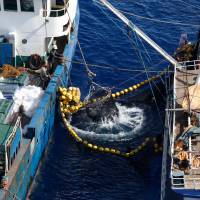 A 2011 file image shows a catch of tuna being transferred from an unregistered, unlicensed fishing vessel onto a reefer, or cold storage vessel, just outside Indonesia's Exclusive Economic Zone. Illegal tuna fishing in the Pacific has reached a staggering $740 million a year, a study has found. Massive illegal tuna fishing in Pacific, study finds