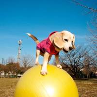 A 10-year-old beagle named Purin balances on a yoga ball in Tokyo Tuesday in this undated handout picture. Well-balanced beagle sets ball-rolling speed record