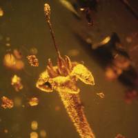 Poisonous flower: A Strychnos electri that was discovered encased in amber in the Dominican Republic was a member of a group of flowers that are today the source of the poisons strychnine and curare. Amber-entombed flower may have been toxic