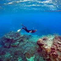 Peter Gash, owner and manager of the Lady Elliot Island Eco Resort in the Great Barrier Reef area, snorkels during an inspection of the reef's condition in an area called the Coral Gardens located at Lady Elliot Island, Australia, last June. A story in Nature says the reef's corals are bleaching at an alarming rate. Rising heat seen quickly sapping Great Barrier Reef corals' resilience to bleaching