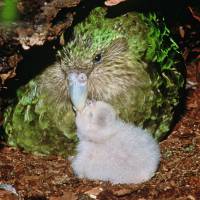 A green kakapo parrot feeds its chick on Codfish Island, off New Zealand's South Island, which is a sanctuary where a breeding program for the flightless birds has been running since 1990. Rare New Zealand parrot not dead, just pining for Fiordland