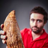 Paleontologist Erich Fitzgerald holds a tooth from an extinct kiler sperm whale. Fossil tooth of gigantic killer sperm whale found in Australia