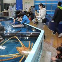 Visitors at Takeshima Aquarium in Aichi Prefecture touch creatures kept in pools, including gigantic spider crabs. Friendly employees have visitors flocking to Takeshima Aquarium in Aichi