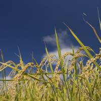 Japanese farmers will start to grow cheaper rice than existing brands following the signing of the Trans-Pacific Partnership, a free trade deal that will expose them to fierce foreign competition. TPP will push Japanese farmers to grow cheaper rice in bid to boost exports