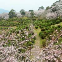 Cherry blossoms and azalea bushes mark the memorial site of the 1877 Tabaruzaka battlefield in Kumamoto Prefecture. Exploring Tabaruzaka's idyllic but forgotten samurai battleground