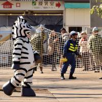 Trial and error: A zoo keeper dressed as a zebra takes part in a drill to practice what to do in the event of an animal escape at Ueno Zoo in Tokyo. An actual zebra escape in Aichi and Gifu prefectures resulted in the death of the animal, which proves a valuable lesson: real-life experience matters. Are Japan's counterterrorism forces really ready?