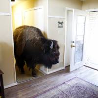 Bullet walks through the hallway of her owner Karen Schoeve’s home in Argyle, Texas, on Friday. Bullet has been sold, and was transported Saturday from Schoeve’s home in Argyle to her new home, a pasture she will share with two cows, 15 miles away in Flower Mound. Texas woman sells half-ton 'housebroken' buffalo she let roam indoors