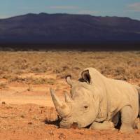 A rhinoceros lies at the private game reserve of France's Damien Vergnaud in Inverdoorn, South Africa, on March 23. African rhinos to be flown to Australia to escape poachers