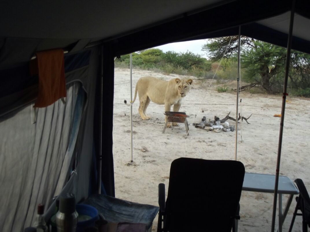 As Lions Lick Tent S Outside South African Pair Hunker Down Within