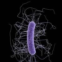 This medical illustration made available by the Centers for Disease Control and Prevention shows a Clostridium difficile bacterium, a germ that can cause diarrhea so severe that some people turn for relief to a fecal transplant, replacing their own damaged gut bacteria with a donor's healthy bugs. U.S. project to harness microbes for health, environment