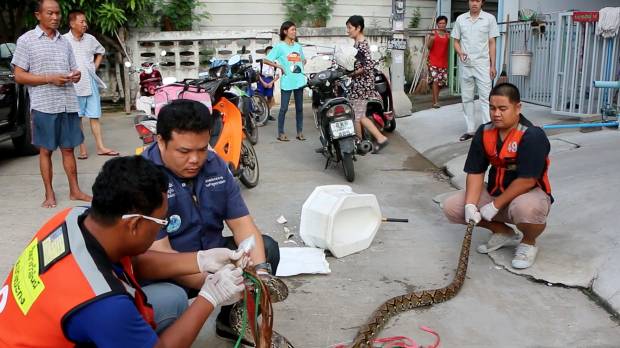 In this image made from video, rescue workers prepare to remove a python that attacked a man on the toilet at home in Chachoengsao, Thailand, on Wednesday. Thai man bloodied but unbowed after snake attacks him in toilet