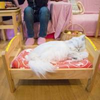 A cat sleeps at a cat cafe in Tokyo. The Neko no Te (Cat's Paw) cafe in Sumida Ward was ordered to be closed after it was found to have neglected dozens of the felines. Cat cafes facing more scrutiny as owners' top priority not always felines, experts say