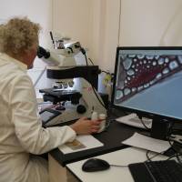 Extinction threat: A woman works in the Jodrell Science laboratory at Kew Gardens, where researchers study the extraction of plant DNA in southwestern London. One-fifth of world's plants at risk of extinction: study