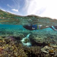 A tourist snorkels above coral in the lagoon located on Lady Elliot Island on the Great Barrier Reef, 80 km northeast from the town of Bundaberg in Queensland, Australia, last June. Few 'bright spots' may offer clues to protecting threatened coral reefs