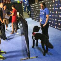 Larry, a goldendoodle, waits for athletes to arrive while working as a therapy dog at the U.S. Olympic swimming trials in Omaha, Nebraska, on Wednesday. U.S. swimmers using therapy dogs to relax before races