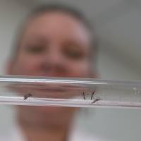 Johanna Yanez holds a tube with Aedes aegypti mosquitoes at a laboratory in Cucuta, Colombia, in February. A study out of Colombia offers compelling evidence that Zika-caused birth defects can occur even when infected pregnant women never develop symptoms. Three babies born in U.S. with Zika-caused birth defects: CDC