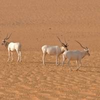 On the brink of extinction: Three Saharan Addax antelope walk across the sands of Niger's Tin Toumma Desert, some 370 kilometers north of Diffa. Desert antelope faces 'imminent extinction'