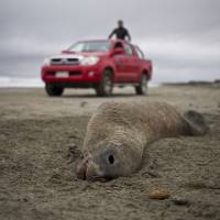 Dead sea: The carcass of a sea lion lies on Mar Brava Beach on Chile’s Chiloe Island. Waves of dead sea creatures hit Chile beaches