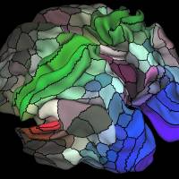 A 180-area multimodal human cortical parcellation on the left and right hemisphere surfaces of the human brain is pictured in this undated handout image. Neuroscientists have devised the most comprehensive map ever made of the cerebral cortex, the part of the brain responsible for higher cognitive functions like abstract thought, language and memory. Neuroscientists chart new gray matter map pinpointing key areas of cerebral cortex