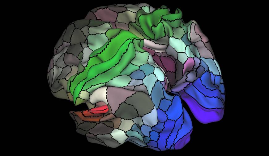 Neuroscientists chart new gray matter map pinpointing key areas of ... Biology Diagrams