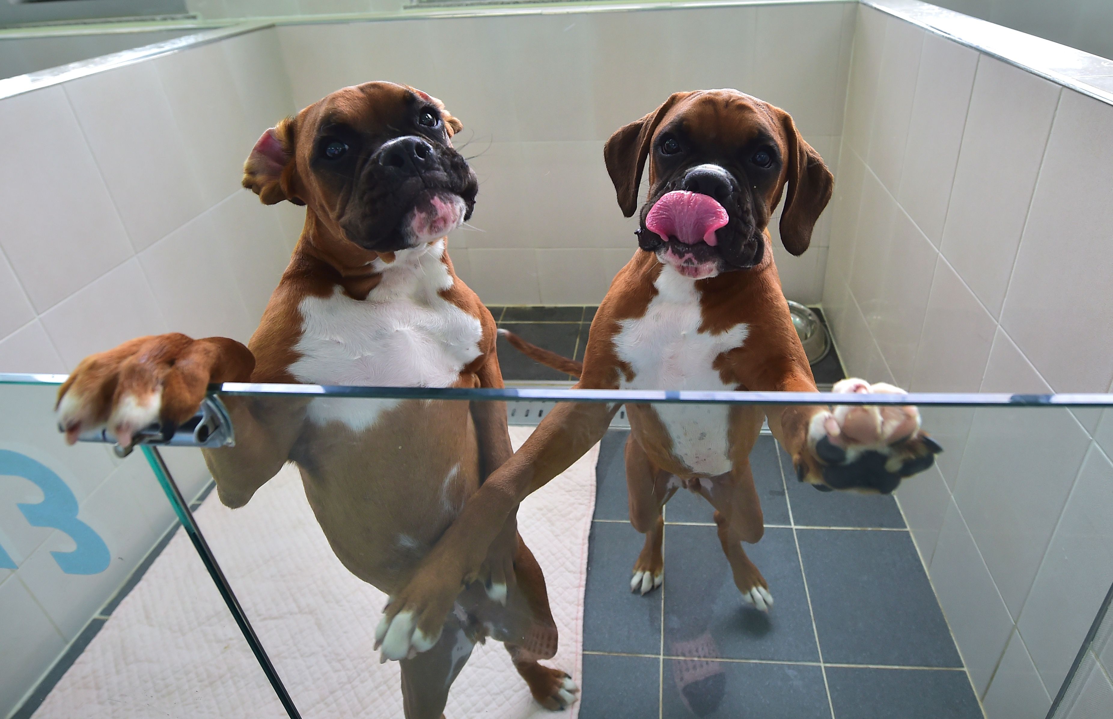 Cost of replicating Fido? 100,000 a pup, Korean cloning clinic says
